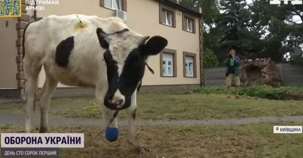 В Киевской области выходили корову с оторванным копытом - Life