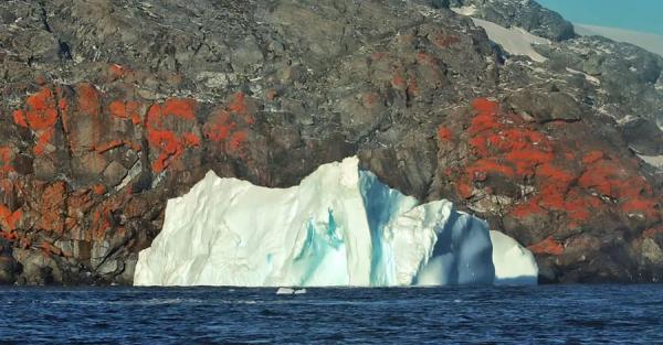 Украинские полярники показали раскрашенные лишайниками скалы Антарктиды - Life