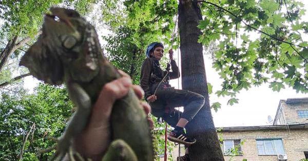 В Киеве с дерева сняли игуану, которая сбежала от хозяйки - Life
