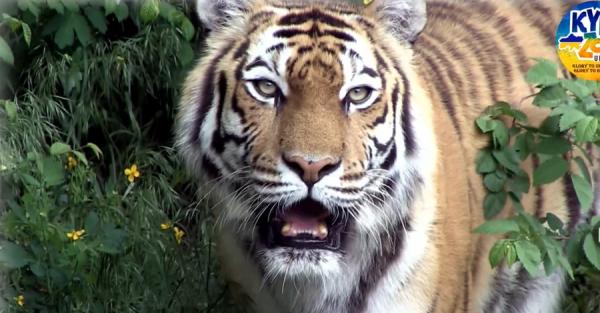 Тигрица Далила, спасенная под Харьковом, стала любимицей гостей Киевского зоопарка - Life