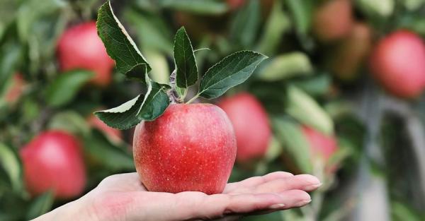 Яблочный спас 2022: дата, правила и запреты, поздравления - Life