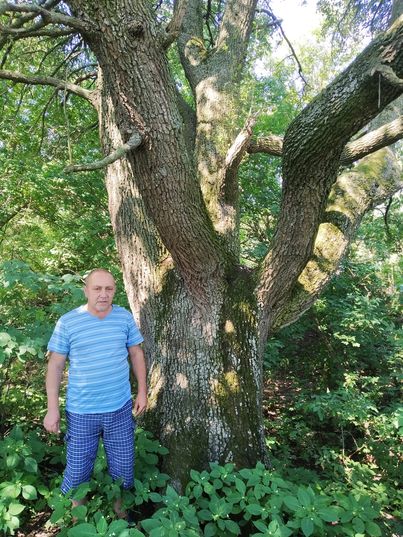 
Унікальну 200-річну грушу в Броварському районі визнано об’єктом природно-заповідного фонду	
