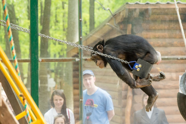 Сбежавшую из Харьковского зоопарка шимпанзе Чичи уговорили вернуться ради подруги - Life
