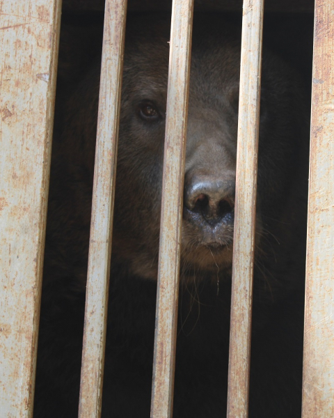 Украинские воины спасли медведя, брошенного хозяевами в Бахмуте - Life