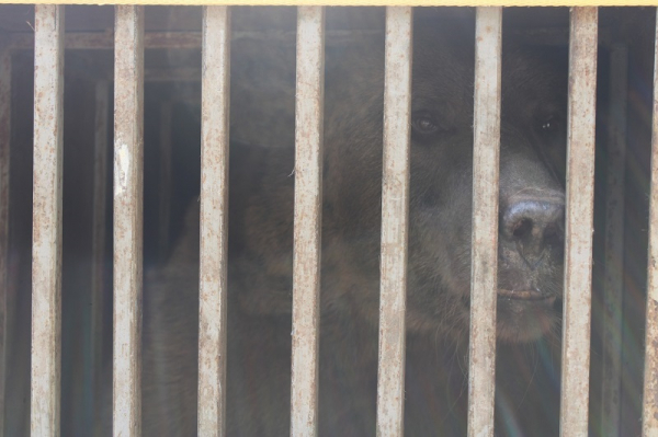 Украинские воины спасли медведя, брошенного хозяевами в Бахмуте - Life