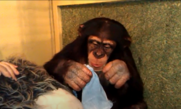 Сбежавшую из Харьковского зоопарка шимпанзе Чичи уговорили вернуться ради подруги - Life