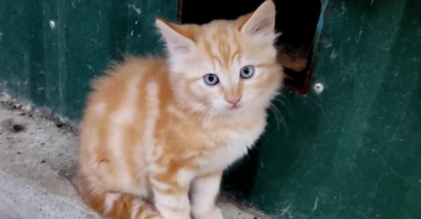 В Николаеве нашелся кот с тризубом на мордочке - Life