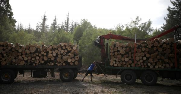 5 вопросов про ДроваЄ: зачем это нужно и сколько дров можно заказать - Экономика