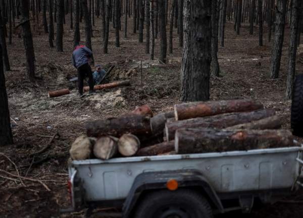 5 вопросов про ДроваЄ: зачем это нужно и сколько дров можно заказать - Экономика
