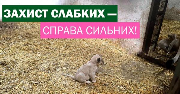 Спасенная из Донецкой области львица родила трех львят - Life