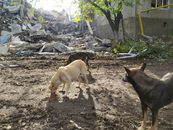 Спасение под обстрелами: волонтеры из Бахмута эвакуируют животных в безопасное место - Life