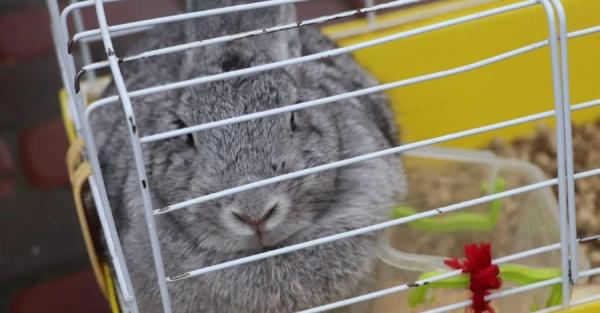 ГСЧС разыскивает хозяев кролика, спасенного из разрушенного в Вышгороде дома - Life