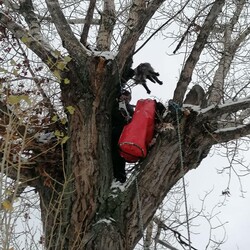 В Киеве спасли кота, который примерз хвостом к веткам дерева - Life