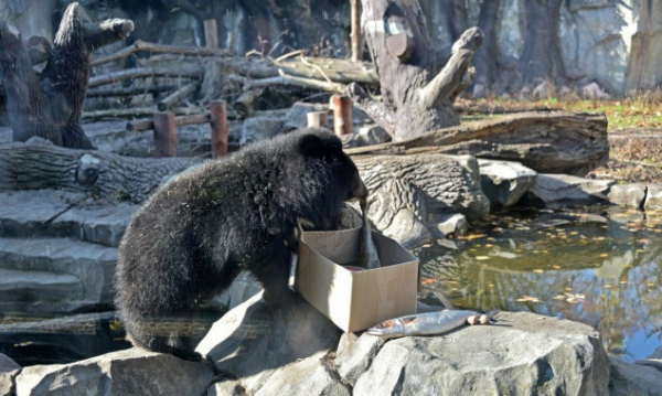 Київський зоопарк на вихідних влаштує показові годування ведмежатка Бері та її мами Бебі