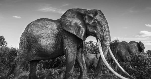 В Кении умерла слониха Дида – самая большая самка с бивнями в Африке - Life