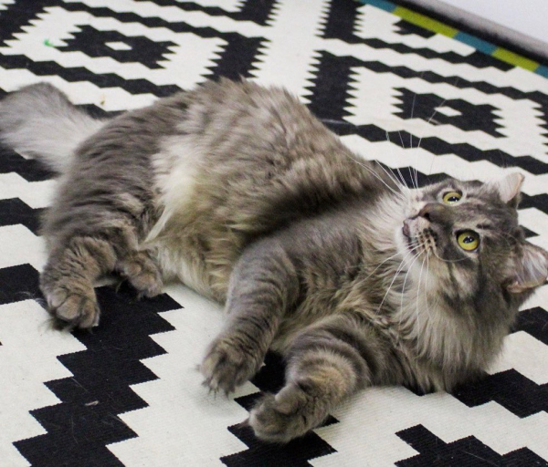 Обгоревший кот Феникс из Андреевки за семь месяцев отрастил длинные шерсть и усы - Life