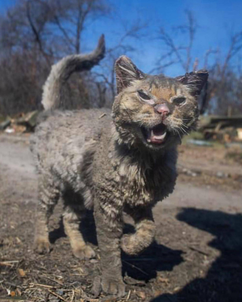 Обгоревший кот Феникс из Андреевки за семь месяцев отрастил длинные шерсть и усы - Life
