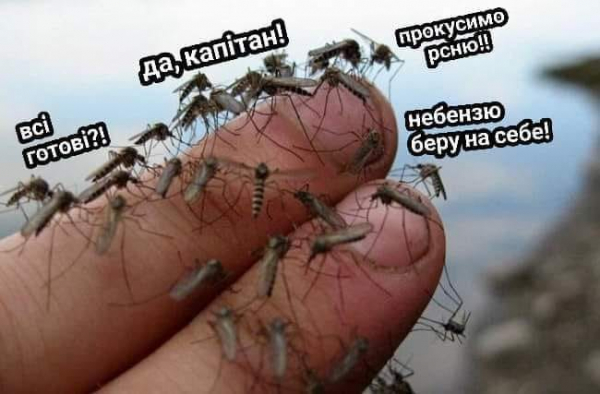 Анекдоты и мемы недели: боевые комары против веерных отключений - Life