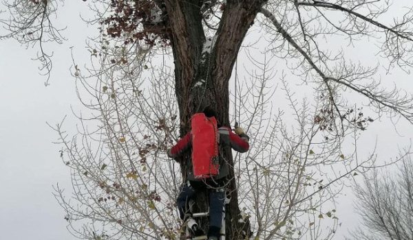 В Киеве спасли кота, который примерз хвостом к веткам дерева - Life