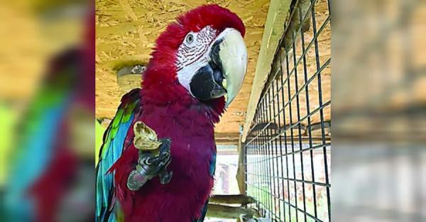 В Луцком зоопарке попугая научили здороваться словами Слава Украине - Life