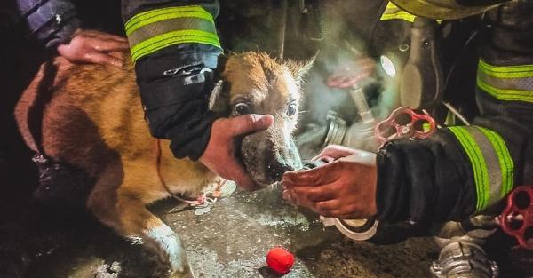 ГСЧС показала видео спасения собаки из горящей квартиры в Киеве - Life