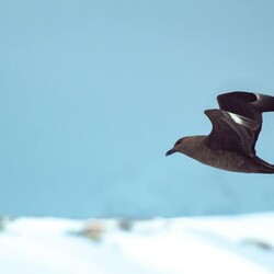 Украинские полярники показали птицу, которая охотится на яйца пингвинов - Life