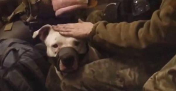 В Украину вернули собаку, которую россияне украли у военной из «Азовстали»  - Life