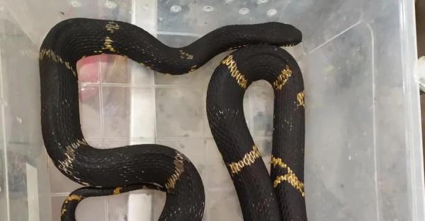 Зоозащитники эвакуировали из Херсона ядовитых змей, большинство - в тяжелом состоянии  - Life
