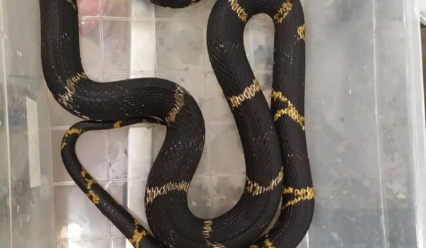 Зоозащитники эвакуировали из Херсона ядовитых змей, большинство - в тяжелом состоянии  - Life