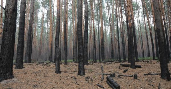 Выжженная земля: какие животные и растения исчезнут из-за войны в Украине - Life