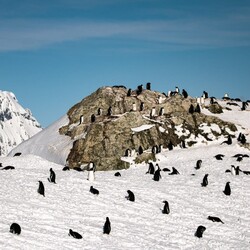 Количество пингвинов возле "Вернадского" выросло в шесть раз из-за потепления - Life