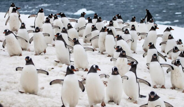 Количество пингвинов возле "Вернадского" выросло в шесть раз из-за потепления - Life