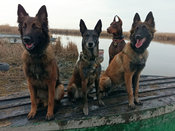 Руководитель отряда Антарес: С 24 февраля наши собаки работают в режиме нон-стоп - Life