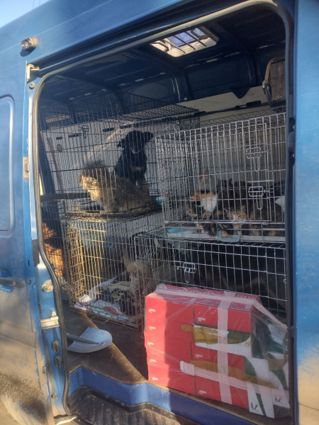 Мы вывезли из Бахмута около 200 животных, из них дом нашли менее 10 - Life
