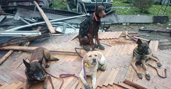 Руководитель отряда Антарес: С 24 февраля наши собаки работают в режиме нон-стоп - Life