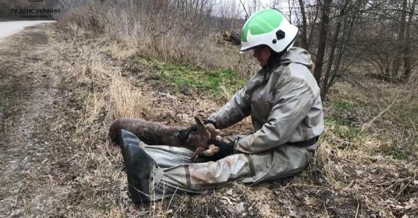 В Киевской области спасатели помогли раненому олененку, который провалился под лед - Life