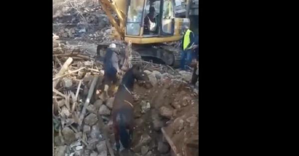 В Турции спустя три недели после землетрясения из-под завалов спасли коня - Life
