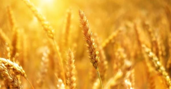 Польша введет ограничения на импорт зерна из Украины - Экономика