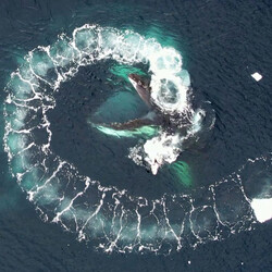 Украинские ученые показали, как изучают китов в Антарктиде с помощью дронов - Life