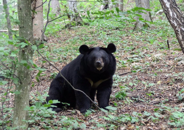 Медведей-переселенцев в парке хищников Арден лечат добротой и лесом - Life