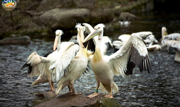 У КиївЗоо випустили на воду родину пеліканів (фото)