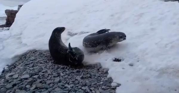 Украинские полярники показали развлечения антарктических тюленей - Life