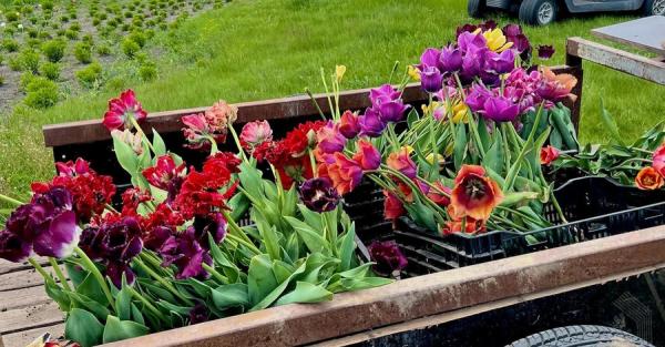 Восстановленный Добропарк: готовят поля цветов и вырастили новый победный тюльпан - Life