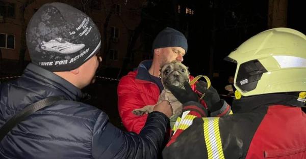 В Запорожье спасли собаку, которая около двух суток находилась под завалами - Life