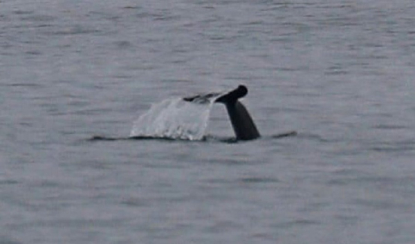 В Черное море заплыла первая стая дельфинов в этом году - Life