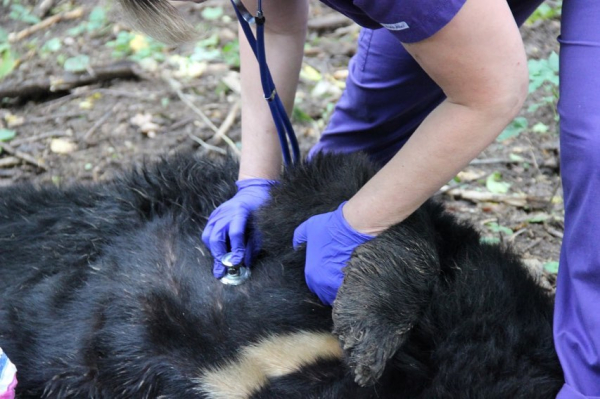 Медведей-переселенцев в парке хищников Арден лечат добротой и лесом - Life