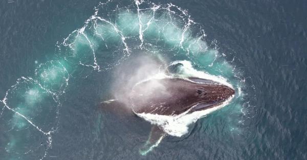 Украинские ученые показали, как изучают китов в Антарктиде с помощью дронов - Life