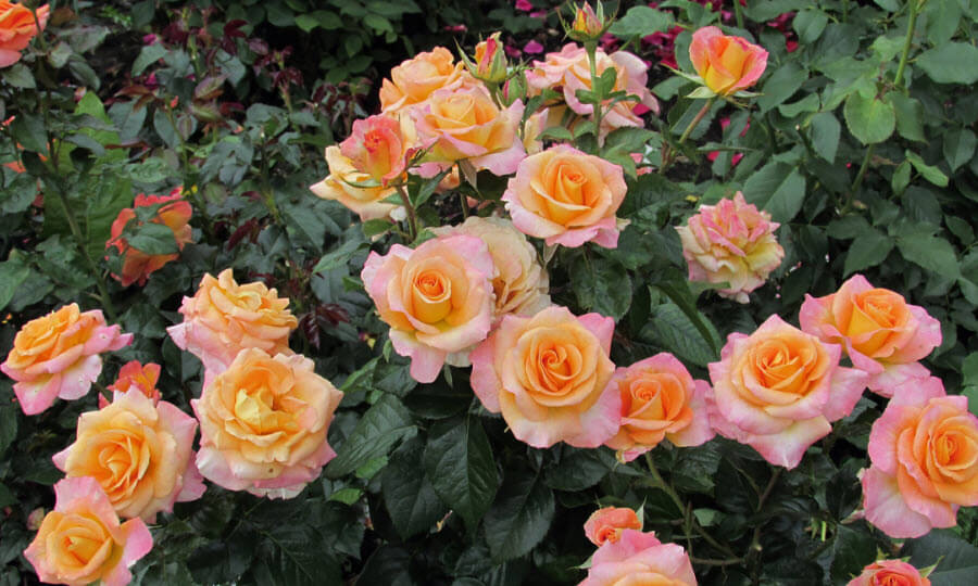 чайно-гибридные розы сорта