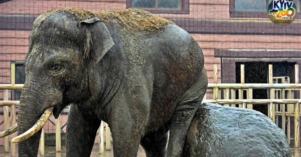 Киевский зоопарк приглашает на ланч с их самым большим жителем - слоном Хорасом - Life