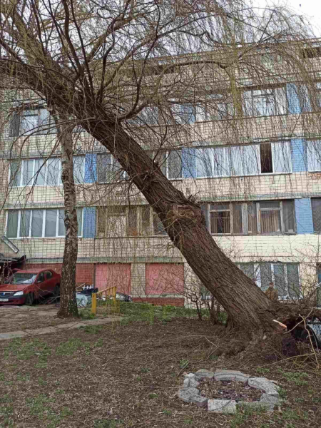 Співробітники КАРС “Київська служба порятунку" впродовж вихідних двічі прибирали аварійні дерева (фото)